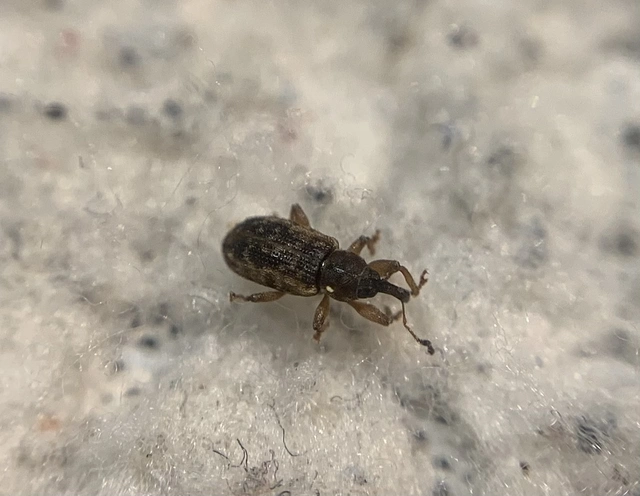 Dorytomus hirtipennis - szőrös hangormányos