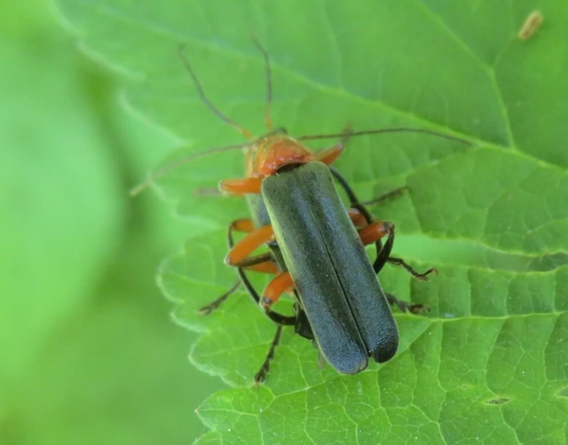 Cantharis pellucida - ligeti lágybogár