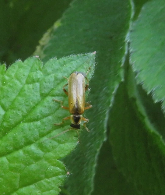 Metacantharis clypeata - tavaszi lágybogár