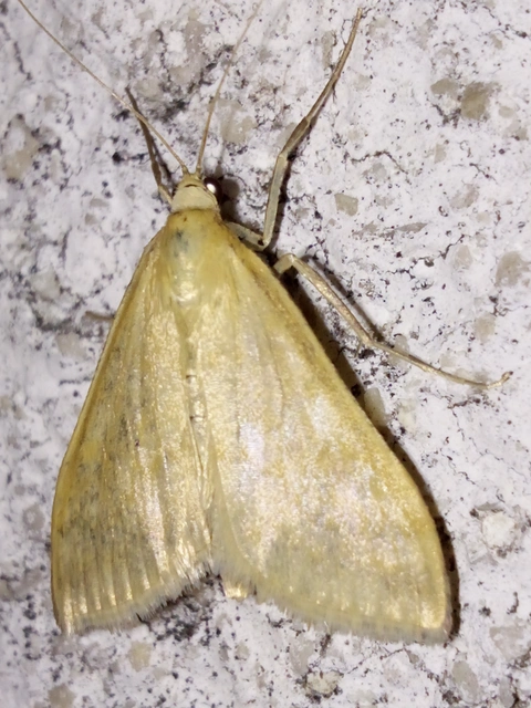 Sitochroa verticalis - világossárga dudvamoly