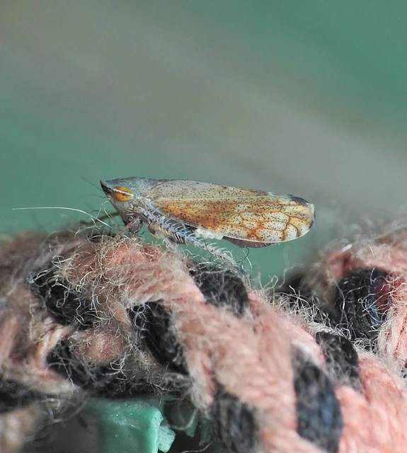 Fieberiella
