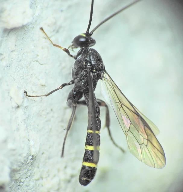 Hymenoptera - Hártyásszárnyúak