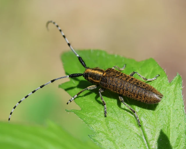 Agapanthia villosoviridescens - fehérgyűrűs bogáncscincér