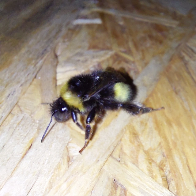 Bombus - poszméhek