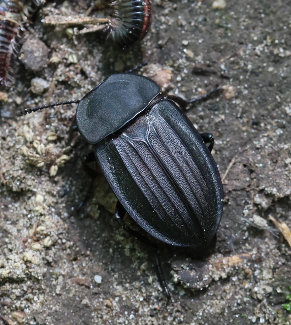 Silpha carinata - karimás dögbogár