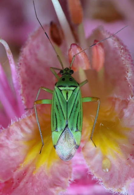 Mermitelocerus schmidtii