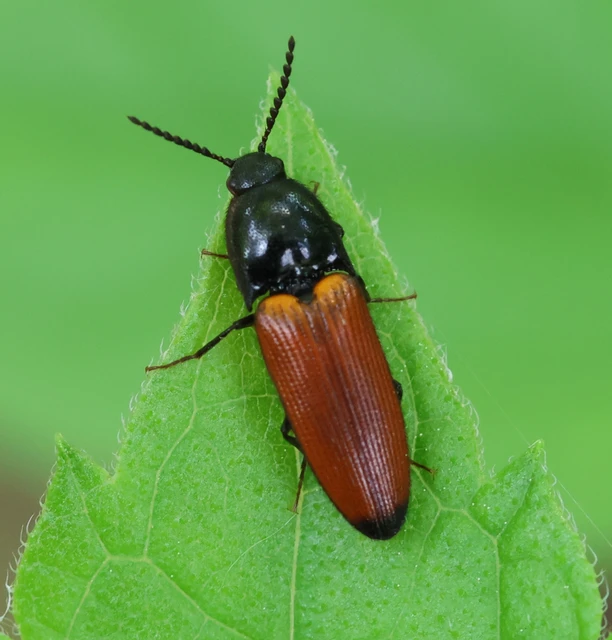 Ampedus