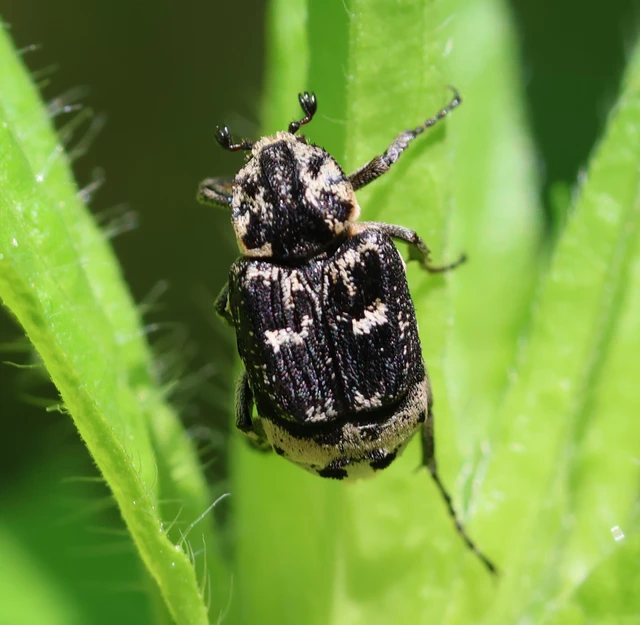 Valgus hemipterus - suta virágbogár