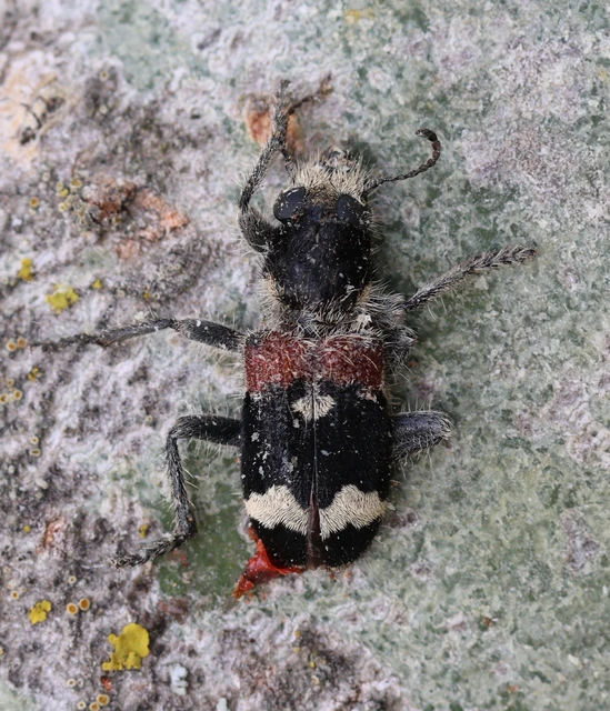 Clerus mutillarius - feketenyakú szúfarkas