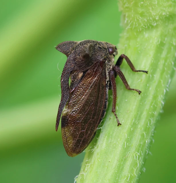 Centrotus cornutus - szarvaskabóca