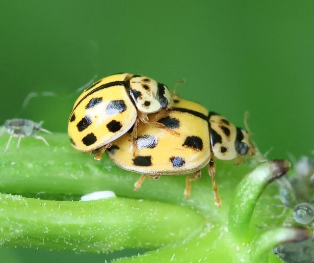 Propylea quatuordecimpunctata - tizennégypettyes füsskata