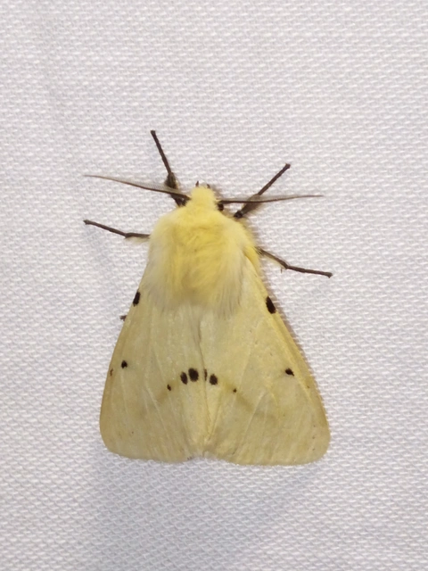 Spilarctia lutea - sárgás medvelepke