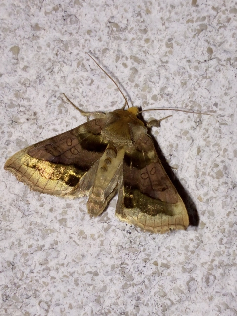 Diachrysia chrysitis - aranybagoly