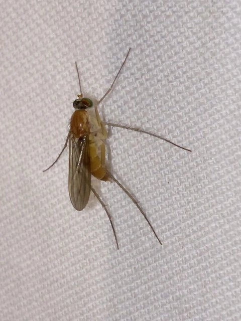 Dolichopodidae - szúnyoglábú legyek