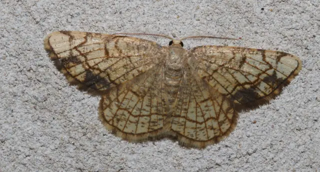 Stegania dilectaria - fehérnyár-araszoló