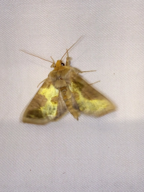 Diachrysia chrysitis - aranybagoly