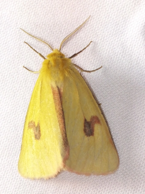 Diacrisia sannio - vörösszélű medvelepke
