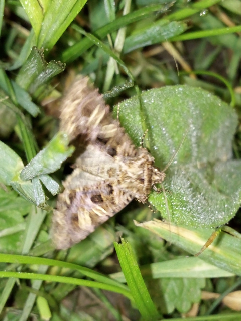 Sideridis rivularis - vörhenyes szegfűbagoly