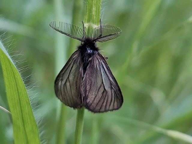 Pentophera morio - réti gyapjaslepke