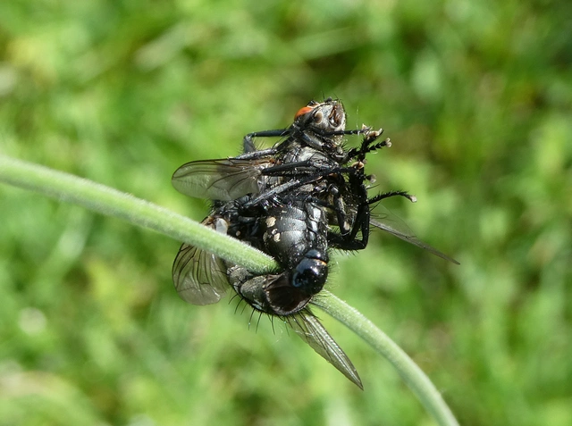 Sarcophagidae - húslégyfélék