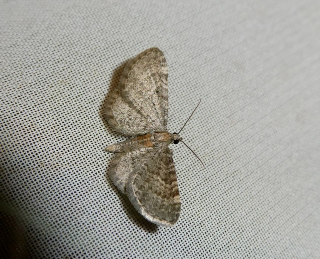 Eupithecia haworthiata - rozsdástestű törpearaszoló