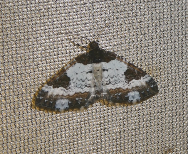 Melanthia procellata - hullámos tarkaaraszoló