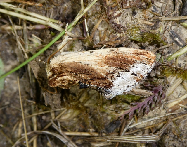 Ptilodon cucullina - csuklyás púposszövő