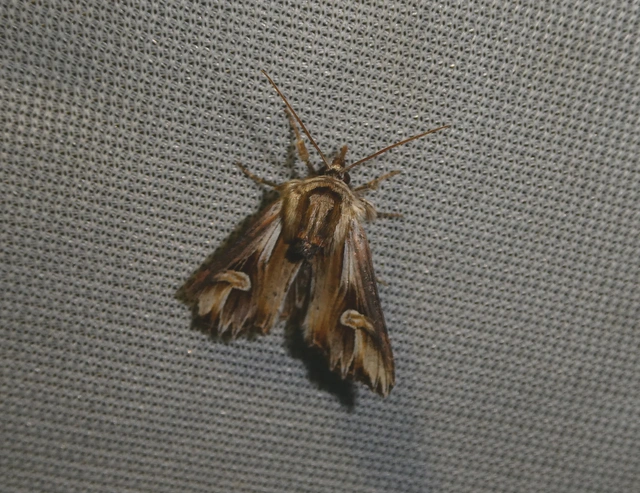 Actinotia polyodon - nagy sugarasbagoly