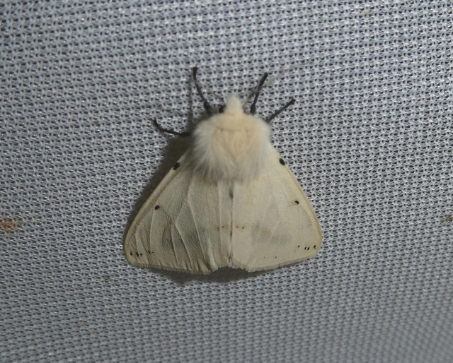 Spilarctia lutea - sárgás medvelepke