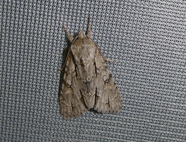 Acronicta cuspis/tridens/psi