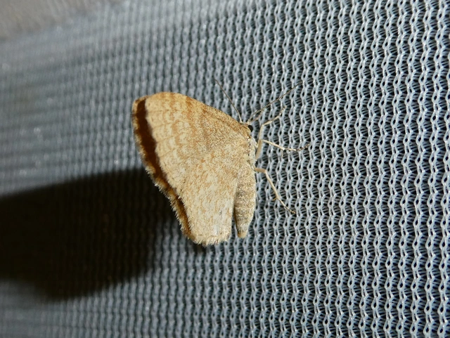 Euchoeca nebulata - barnás égeraraszoló