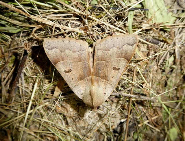 Minucia lunaris - nagy foltosbagoly
