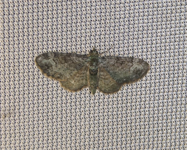 Pasiphila rectangulata - almavirág-araszoló