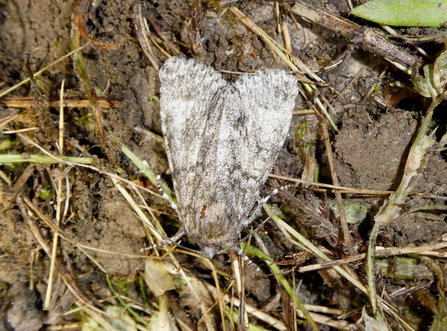Acronicta megacephala - nagyfejű szigonyosbagoly