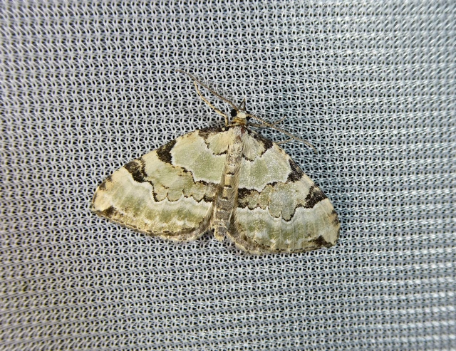 Colostygia pectinataria - zöld levélaraszoló