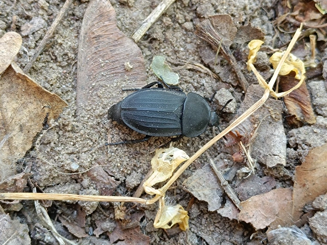 Silpha obscura - közönséges dögbogár
