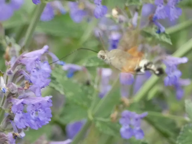 Macroglossum stellatarum - kacsafarkú szender