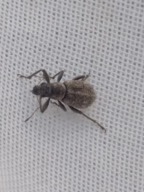 Polydrusus inustus - keleti lombormányos