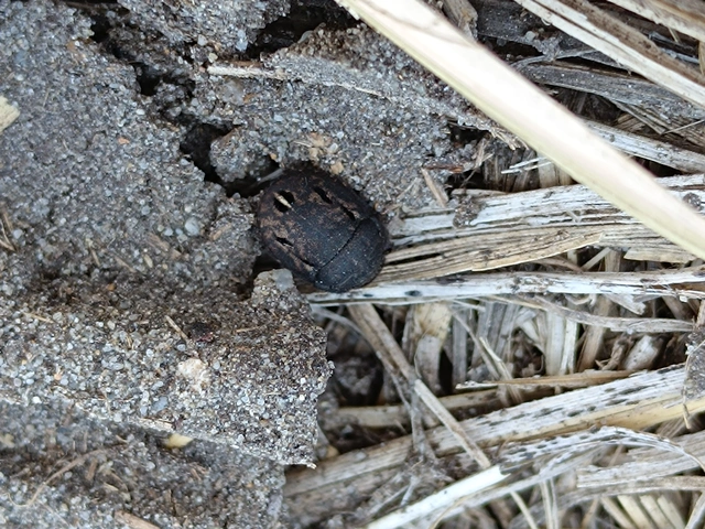 Odontoscelis Odontoscelis