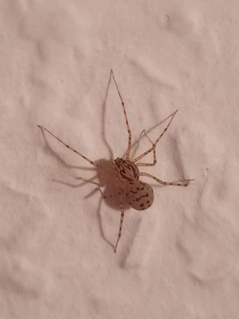 Scytodes thoracica - közönséges csupaszpók