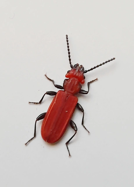 Cucujus cinnaberinus - skarlátbogár