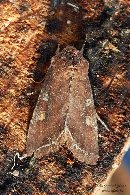 Lacanobia oleracea - saláta-kertibagoly