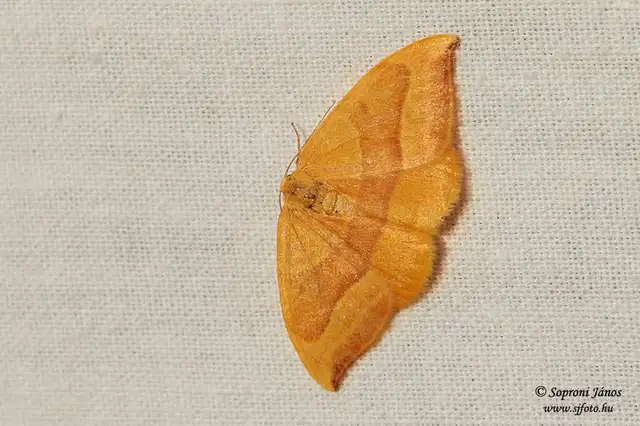 Watsonalla cultraria - bükkfa-sarlósszövő
