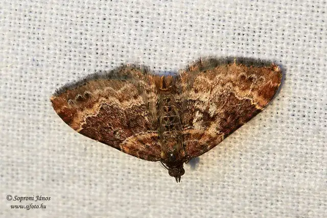 Xanthorhoe