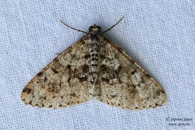 Fagivorina arenaria - bükkfaaraszoló