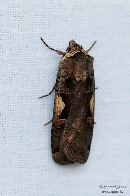 Xestia c-nigrum - c-betűs fűbagoly