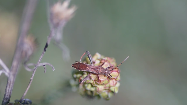 Camptopus lateralis - görbelábú karimáspoloska