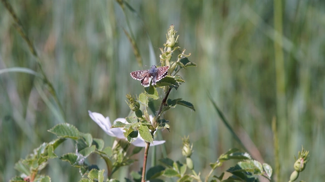 Pyrgus armoricanus - feles busalepke