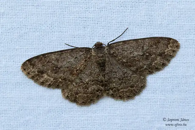 Ectropis crepuscularia - avararaszoló