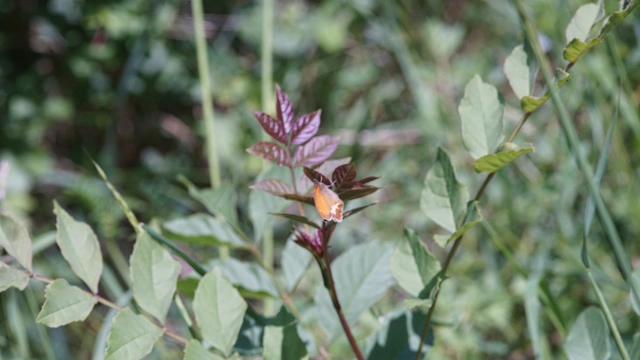 Coenonympha arcania - fehéröves szénalepke